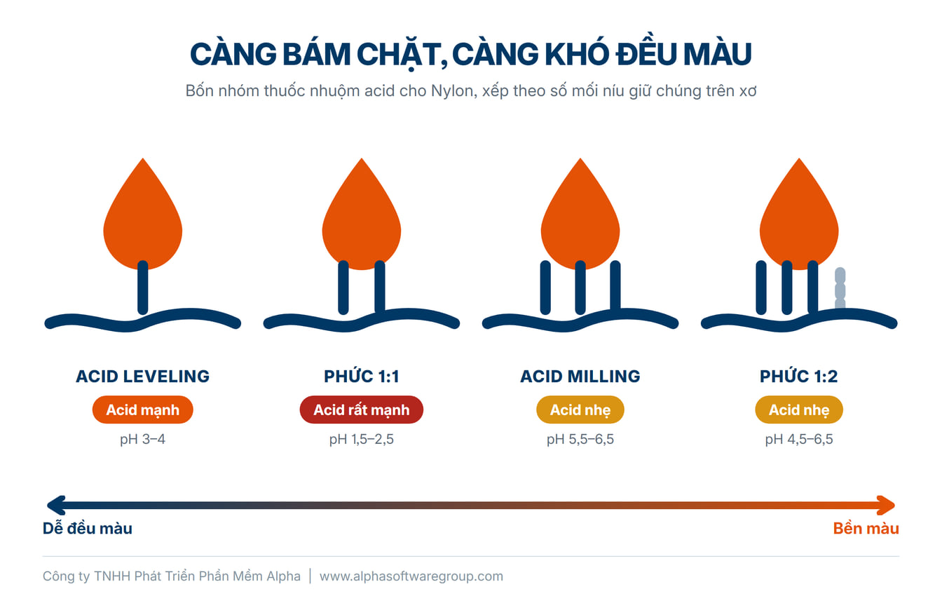 Bốn nhóm thuốc nhuộm acid cho Nylon vẽ thành bốn giọt thuốc nhuộm nằm trên sợi xơ, mỗi giọt được giữ lại bằng một số mối níu khác nhau: acid leveling một mối, nhuộm ở acid mạnh pH 3–4; phức kim loại 1:1 hai mối, acid rất mạnh pH 1,5–2,5; acid milling ba mối, acid nhẹ pH 5,5–6,5; phức kim loại 1:2 ba mối chắc cộng một mối phụ, acid nhẹ pH 4,5–6,5. Càng nhiều mối níu thì màu càng bền nhưng càng khó nhuộm đều