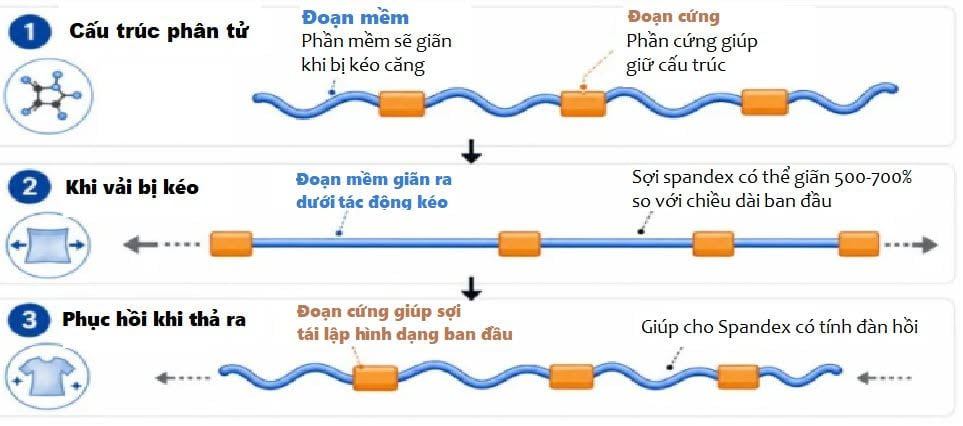 Sơ đồ ba trạng thái của sợi spandex: lúc nghỉ, đoạn mềm uốn lượn xen kẽ các đoạn cứng; khi vải bị kéo, đoạn mềm duỗi thẳng ra cho sợi giãn 500–700% so với chiều dài ban đầu; khi thả ra, đoạn cứng kéo sợi về lại hình dạng cũ